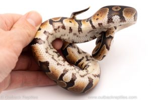 Africa Import Dinker Ball Python for sale