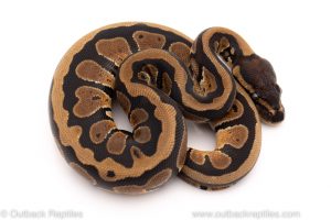 Africa Import Dinker Ball Python for sale