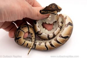 Africa Import Dinker Ball Python for sale