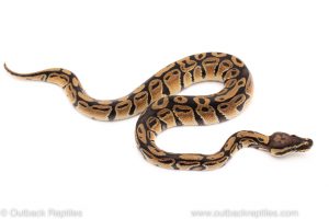 Africa Import Dinker Ball Python for sale