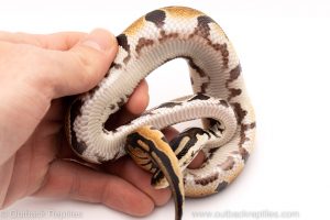 Africa Import Dinker Ball Python for sale