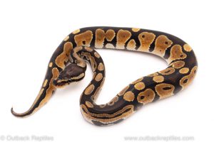 Africa Import Dinker Ball Python for sale