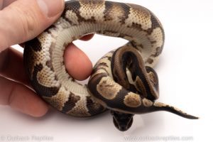 Africa Import Dinker Ball Python for sale