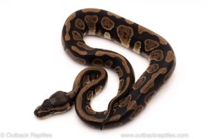 Africa Import Dinker Ball Python for sale