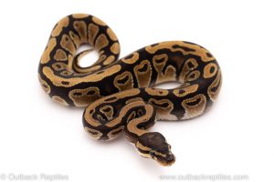 Africa Import Dinker Ball Python for sale