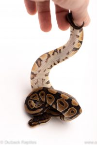 Africa Import Dinker Ball Python for sale