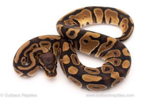 Africa Import Dinker Ball Python for sale