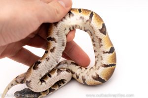 Africa Import Dinker Ball Python for sale