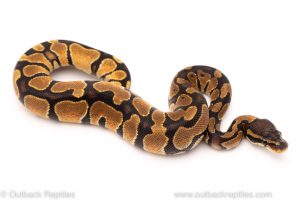 Africa Import Dinker Ball Python for sale