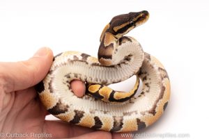 Africa Import Dinker Ball Python for sale