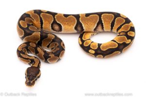 Africa Import Dinker Ball Python for sale