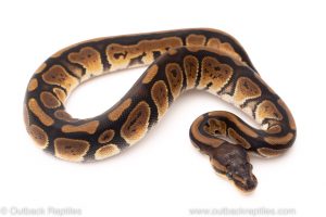 Africa Import Dinker Ball Python for sale