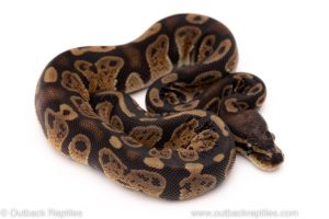 Africa Import Dinker Ball Python for sale