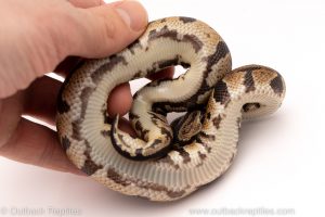 Africa Import Dinker Ball Python for sale