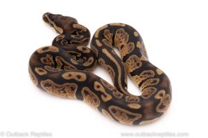 Africa Import Dinker Ball Python for sale