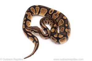 Africa Import Dinker Ball Python for sale