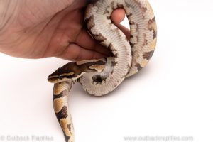 Africa Import Dinker Ball Python for sale