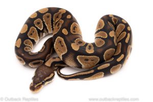 Africa Import Dinker Ball Python for sale