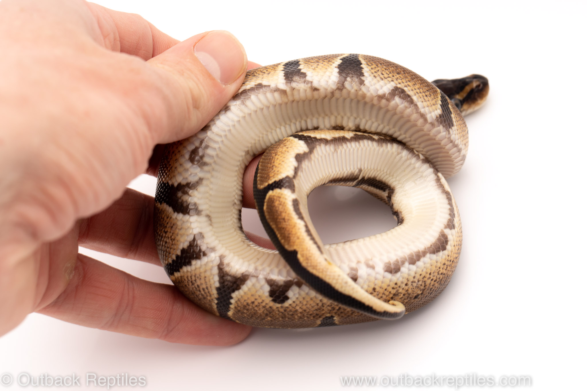 Outback Reptiles Live Reptiles for Sale!