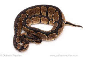 Africa Import Dinker Ball Python for sale