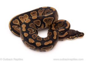 Africa Import Dinker Ball Python for sale