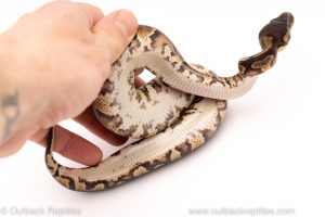 Africa Import Dinker Ball Python for sale