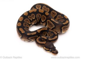 Africa Import Dinker Ball Python for sale