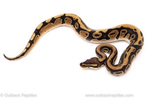 Africa Import Dinker Ball Python for sale