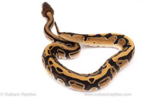 Africa Import Dinker Ball Python for sale