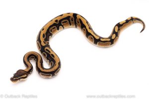 Africa Import Dinker Ball Python for sale