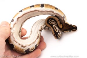 Africa Import Dinker Ball Python for sale