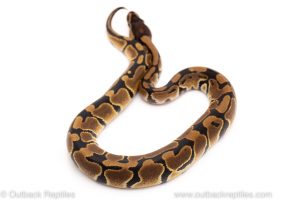 Africa Import Dinker Ball Python for sale