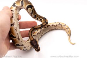 Africa Import Dinker Ball Python for sale