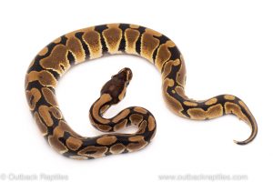 Africa Import Dinker Ball Python for sale