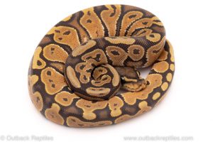 Africa Import Dinker Ball Python for sale