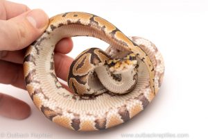 Africa Import Dinker Ball Python for sale