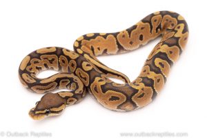 Africa Import Dinker Ball Python for sale