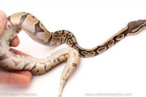 Africa Import Dinker Ball Python for sale