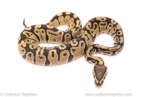 Africa Import Dinker Ball Python for sale