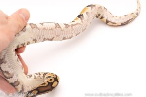 Africa Import Dinker Ball Python for sale