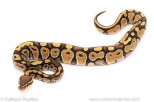 Africa Import Dinker Ball Python for sale