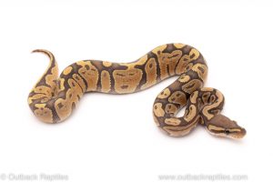 Africa Import Dinker Ball Python for sale