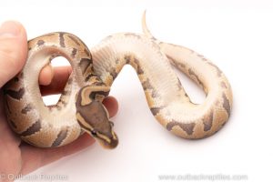 Africa Import Dinker Ball Python for sale