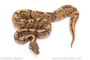 Africa Import Dinker Ball Python for sale