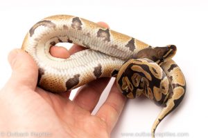 Africa Import Dinker Ball Python for sale