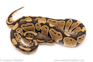 Africa Import Dinker Ball Python for sale