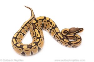 Africa Import Dinker Ball Python for sale