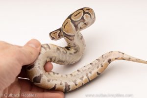 Africa Import Dinker Ball Python for sale