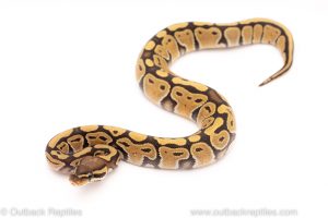 Africa Import Dinker Ball Python for sale