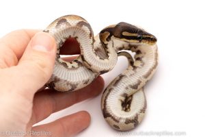 Africa Import Dinker Ball Python for sale